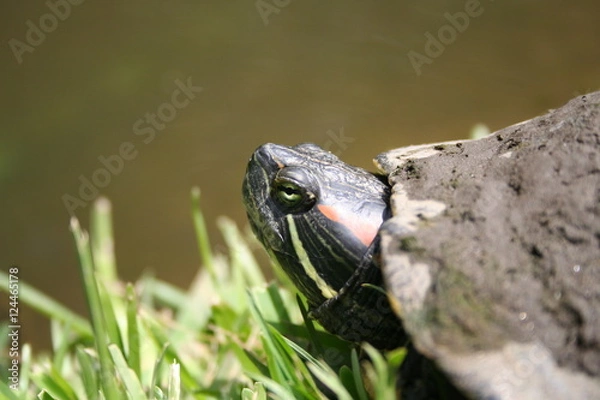 Fototapeta Turtle