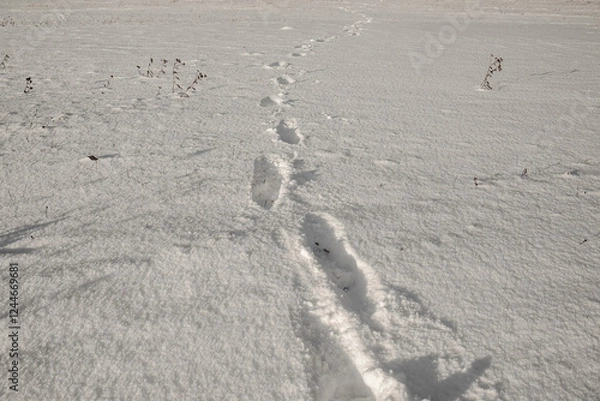 Fototapeta Surface of pure white snow with footprints.Winter image.