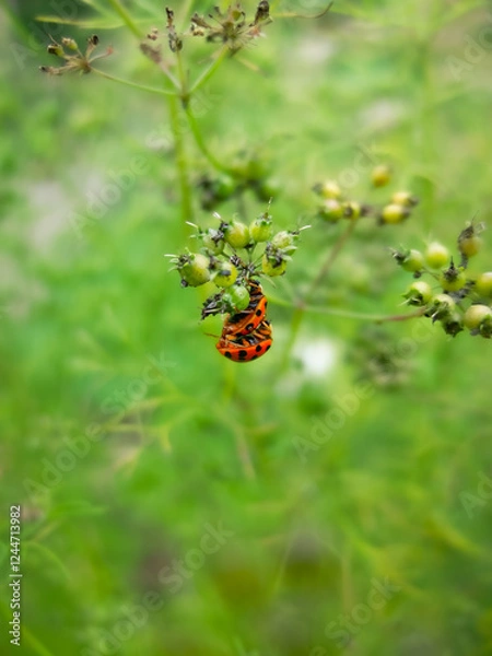 Obraz Mating ladybugs in the grass