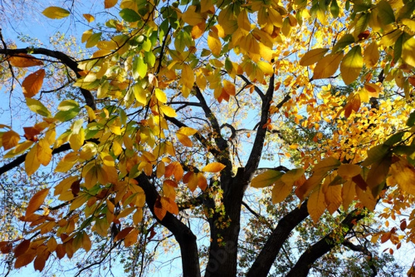 Fototapeta ニューヨーク　エントラルパークの効用