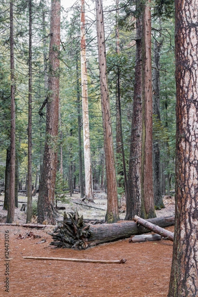 Fototapeta Fall Forest_1