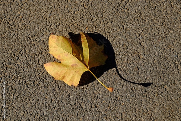 Fototapeta 落ち葉