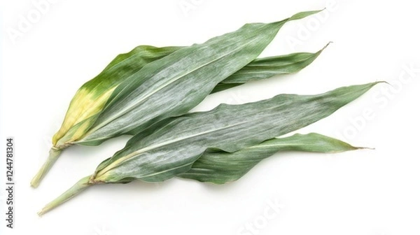 Obraz Fresh Maize Leaves : Close-up, high-angle shot of fresh, textured maize leaves in varying shades of green and white.