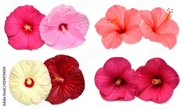 Fototapeta Collection of colored bouquet two hibiscus flowers with leaves isolated on white background. Flat lay, top view