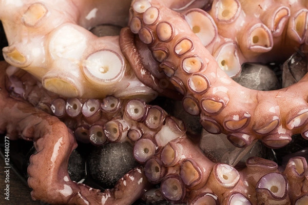Obraz octopus close-up
