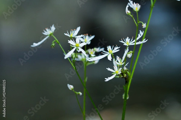 Fototapeta ダイモンジソウ