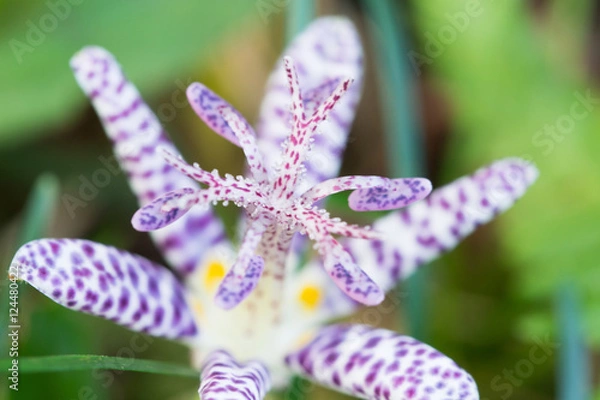 Fototapeta ホトトギス