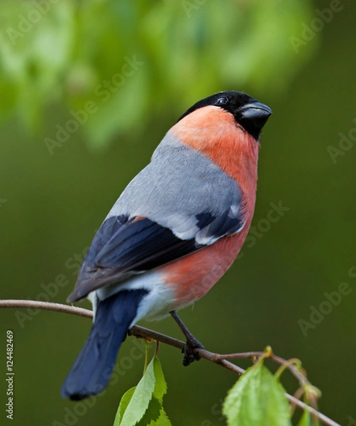 Obraz Eurasian bullfinch