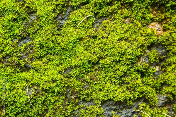 Obraz moss covered rock background and texture