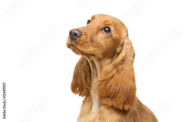 Obraz Piękny, młody cocker spaniel