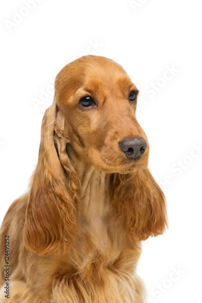 Fototapeta Beautiful young cocker spaniel