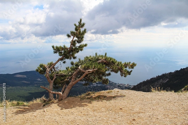 Fototapeta Lonely tree growing on top of the rock. Mount Ai-Petri, Crimea, Russia.
