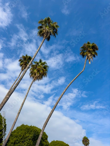 Obraz Palm trees from low angle in a blue sky background