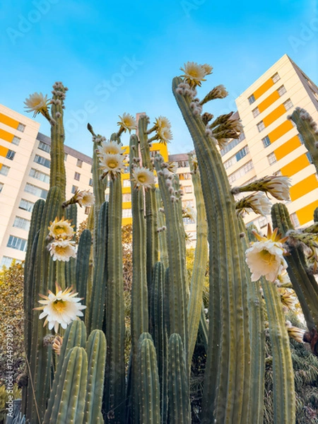 Obraz Cactus plant with flowers infront of a tall building