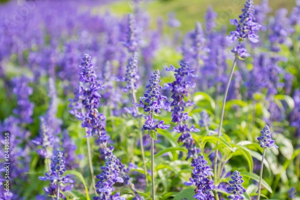 Fototapeta Closeup image of violet lavender flowers in the field in park.