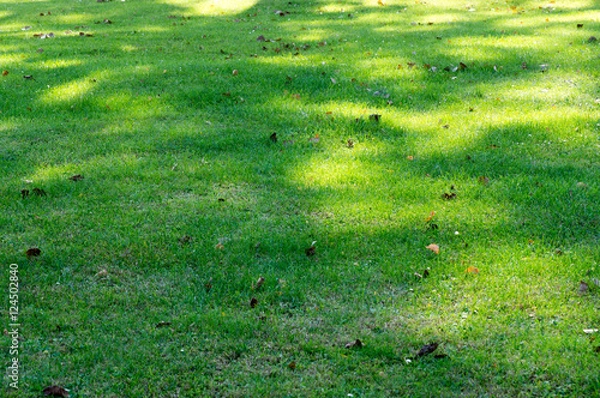 Fototapeta Shadow pattern on green grass