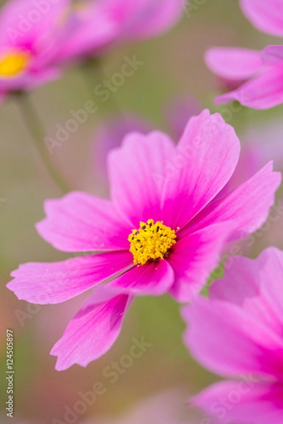 Fototapeta コスモスの花