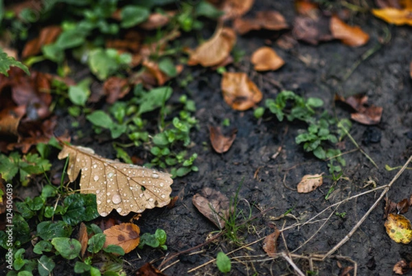 Obraz Droplets on fallen oak leaves