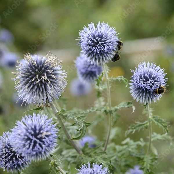 Obraz Globe Thistle Blue - Echinops Bannaticus
