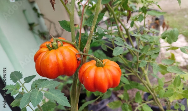 Obraz orange Beefsteak tomato (Solanum lycopersicum) hanging on the branch. Ripe tomato in the garden