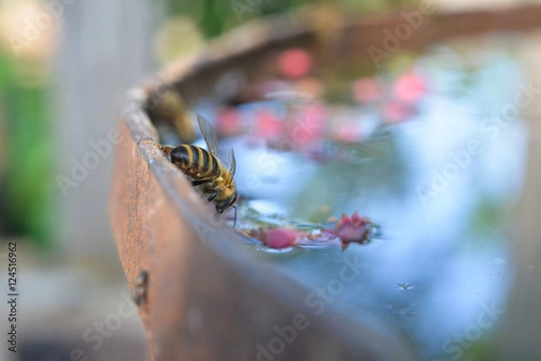 Obraz Bee drinking water from the tank