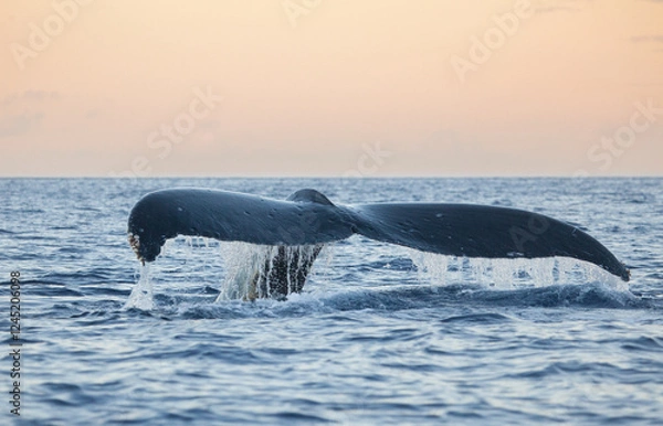 Obraz A humpback whale shows its tail with water streaming off of it in the golden hour twilight as it dives deep
