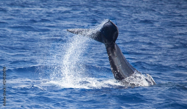 Obraz Humpback whale tail throwing a trail of water high into the air in Hawaii