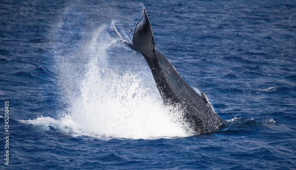 Obraz A humpback whale throws its tail out of the water in a dynamic behavior called a peduncle throw