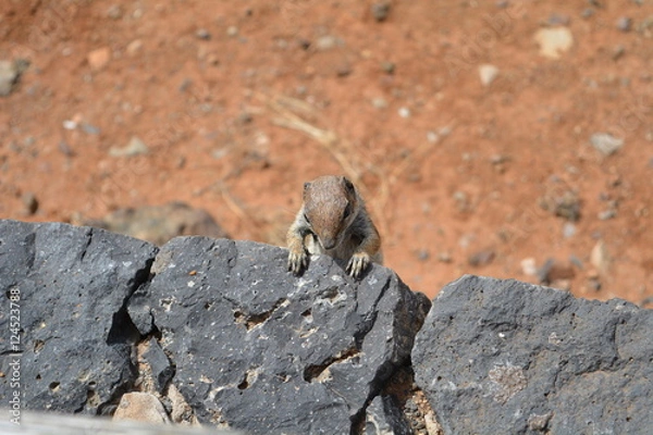 Obraz Écureuil escalade un mur