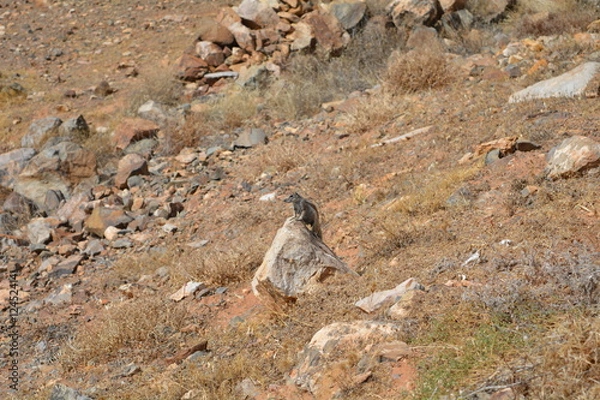 Obraz Écureuil percher sur une pierre