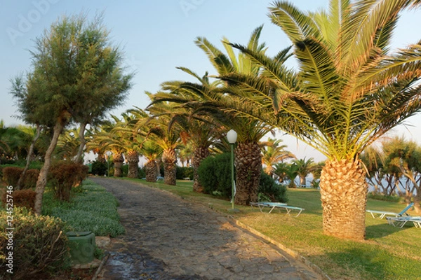 Obraz Une allée de palmiers