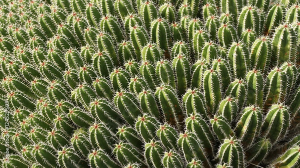 Obraz Cacti