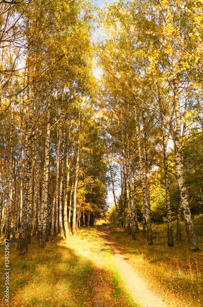 Fototapeta Pathway through the autumn forest