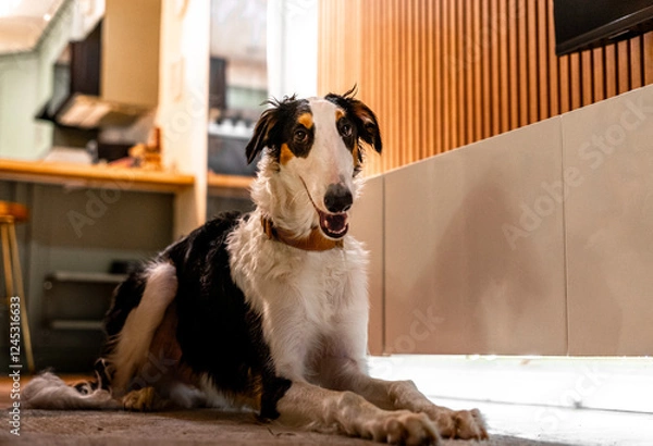 Obraz Borzoi dog portrait