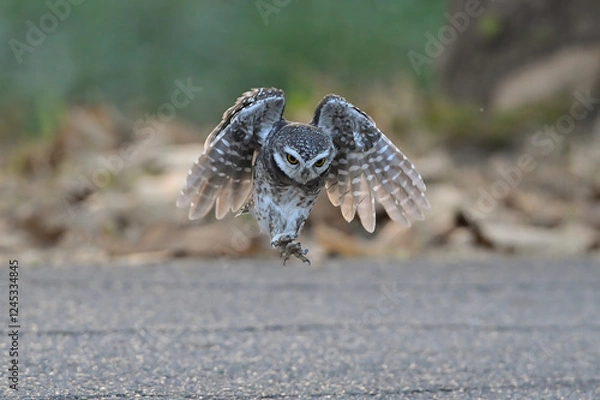 Fototapeta A spotted owl takes off after landing on the road to catch prey