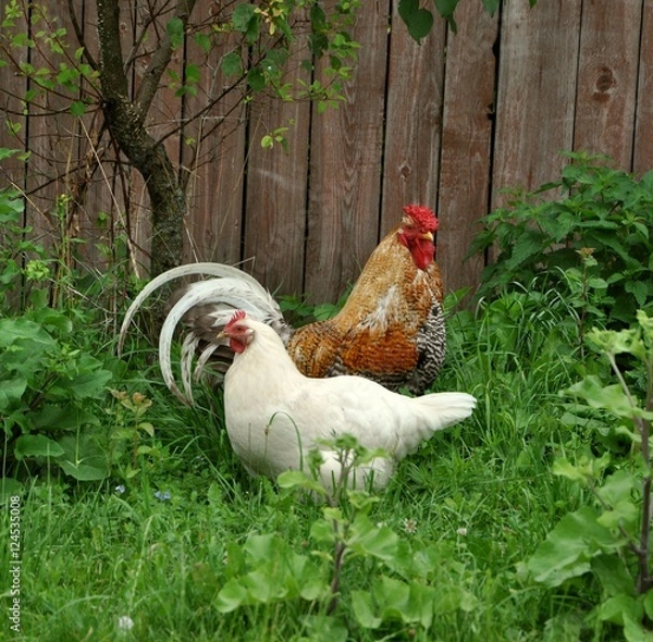 Obraz cock and hen