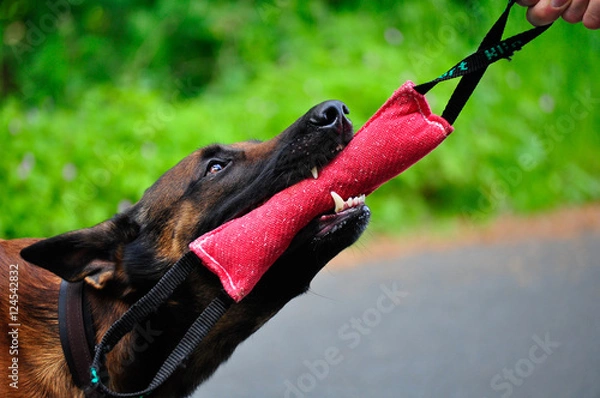 Obraz Spielender Malinois