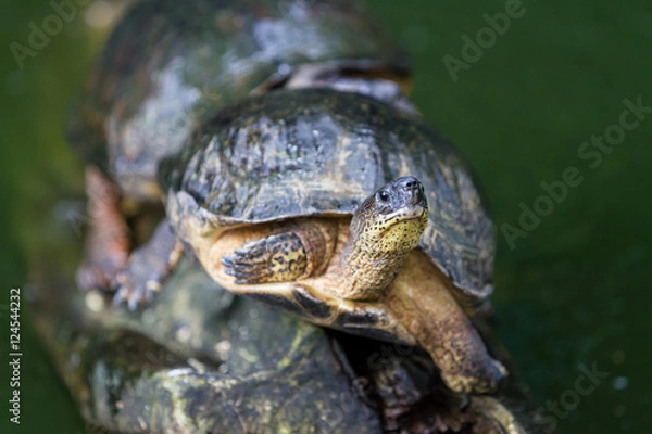 Fototapeta turtle on a log