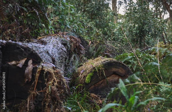 Obraz Tree fallen in the forest