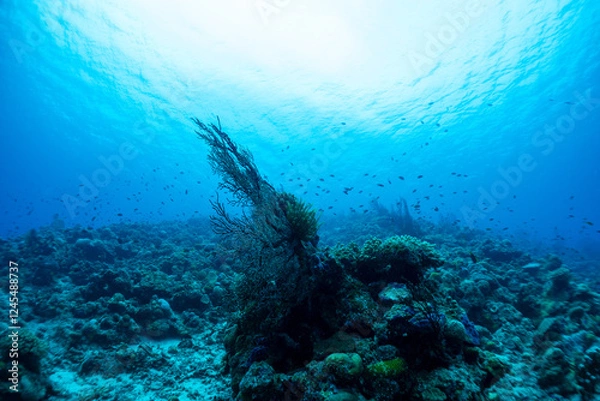 Fototapeta 神秘的な海の世界線