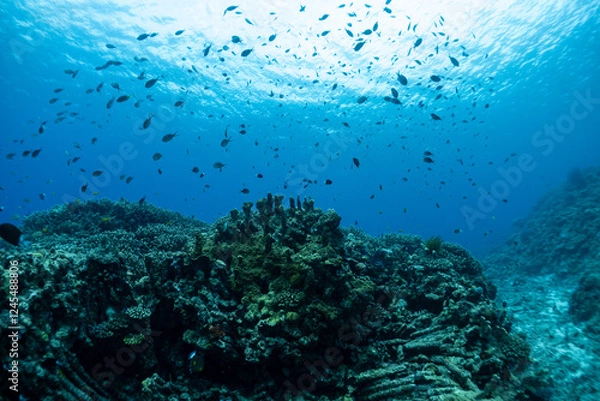 Fototapeta 神秘的な海の世界線