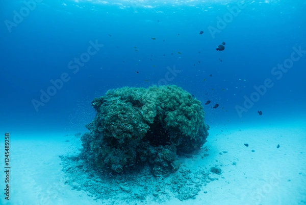 Fototapeta 神秘的な海の世界線