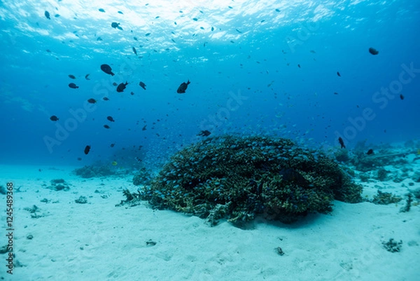 Fototapeta 神秘的な海の世界線