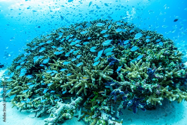 Fototapeta 神秘的な海の世界線