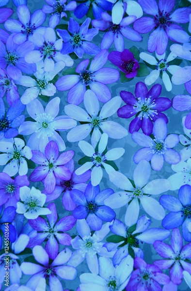 Obraz 雪割草の花びら