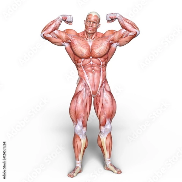 Fototapeta 人体