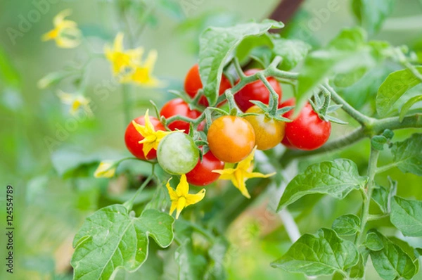 Obraz Cherry tomatoes on branch