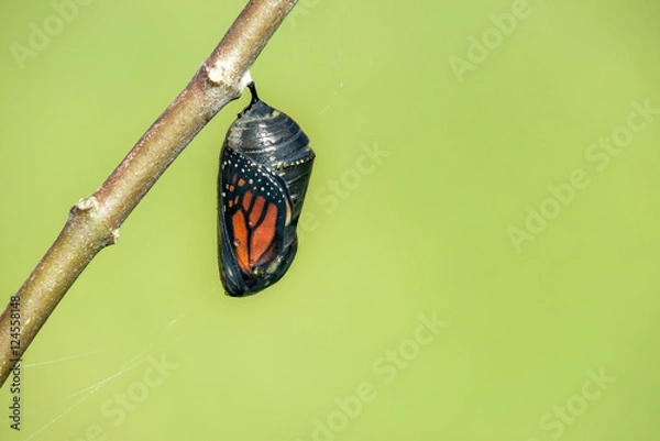 Obraz Poczwarka motyla monarcha wiszące na gałęzi milkweed. Naturalne zielone tło z miejsca na kopię.