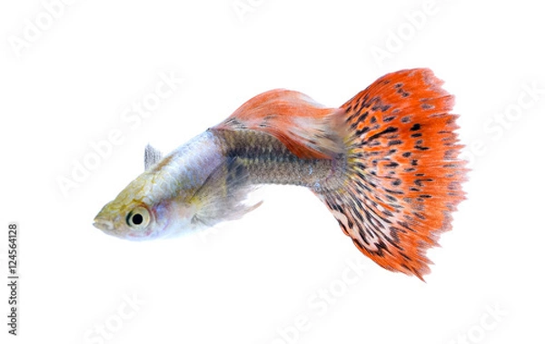 Obraz A guppy fish isolated on white background