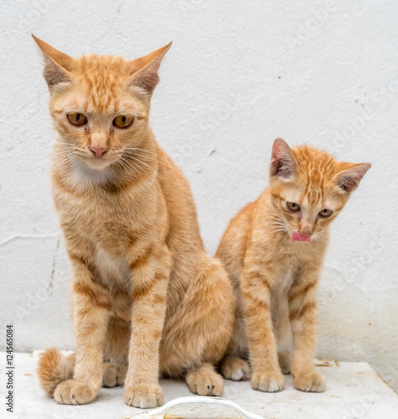 Fototapeta Kitten with its mother in outdoor backyard